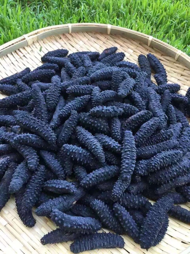 Natural Dried Wild Sea Cucumber,岩刺参,Holothuria Mammata,Grade AAA,1LB