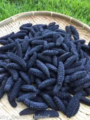 Natural Dried Wild Sea Cucumber,岩刺参,Holothuria Mammata,Grade AAA,1LB