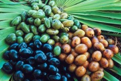 Holistic Mushroom Therapy – PROSTATE SUPPORT – Full-Body Saw Palmetto 1B