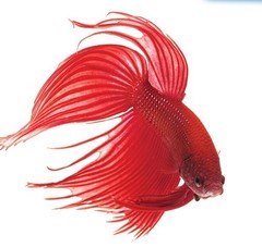 API BETTAFIX Antibacterial & Antifungal Betta 1.7 Fl Oz (Pack of 2), 화이트.