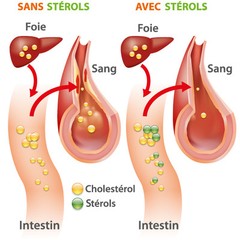 Cholesterol Reducing Supplement Complex w/ Policosanol, Plant Sterols (1 Bottle)