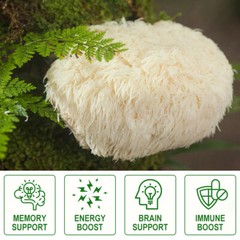 Organic Lions Mane Mushroom 1000Mg Nootropic Brain Memory Focus Immune Support~