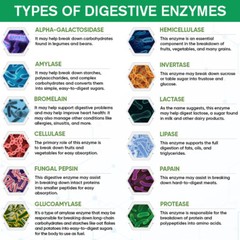 2×120pc Enzyme Matrix Capsules – Bloating Relief & Nutrient Absorption Amplifier