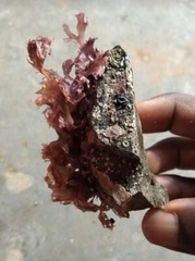 WILDCRAFTED Purple Sea Moss 20oz (from Jamaica) READ FIRST!!!! NOT BY WEIGHT