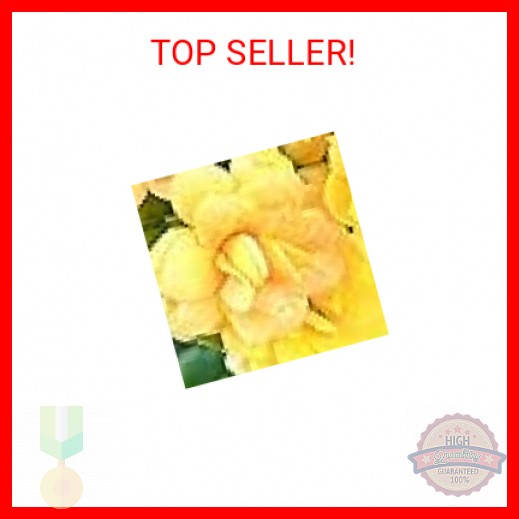 QG group Succinic Acid 80/0.25g Amber Acid