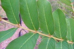 casia alata leaves powder for Skin rash Mould and fungus smooth skin 80g/50g/30g