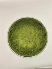 50gm 1.77oz Organic Matcha Premium Green Tea Highest Japanese Ceremonial Grade 1