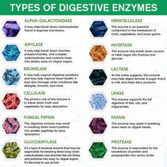 Digestive Enzymes Plus Probiotics & Prebiotics,10/60/120 Capsules,Non-GMO