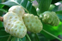 Energy booster pill – ANTI PARASITE – NONI COMBO – noni fruit extract